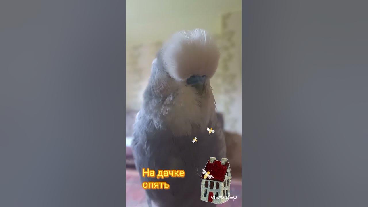Buklya 🥰 ️ - YouTube