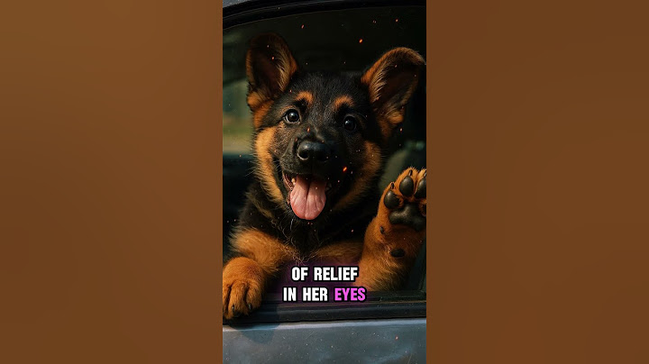 Trapped in a Hot Car 💔 — What This Puppy Did After Rescue