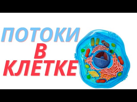 Потоки информации, энергии и вещества в клетке