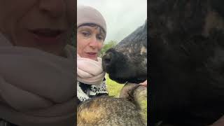 Все животные любят ласку. #animal #cow #животные #коровы #cowvideos #кошка # деревня