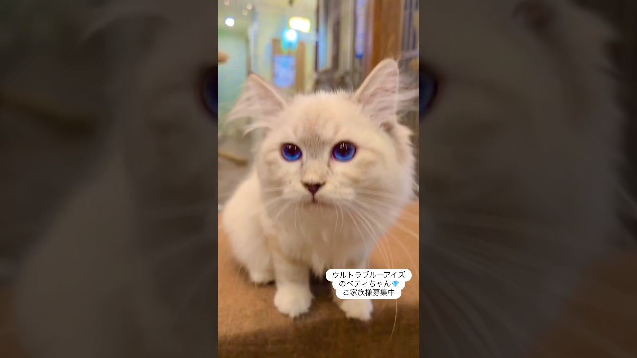 子猫30万円割引開催中❤️ #サイベリアン のウルトラ・ブルーアイズの