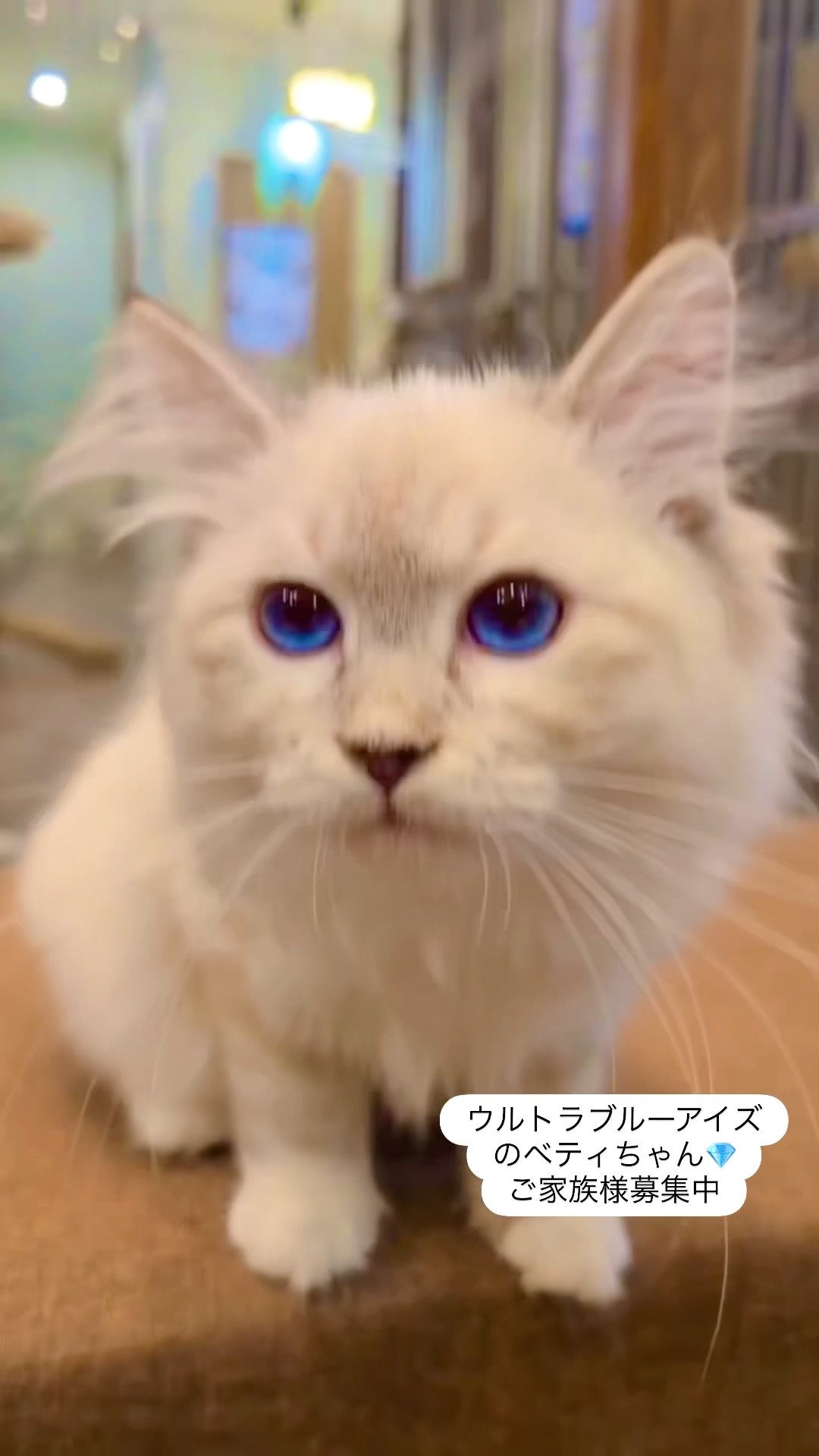子猫30万円割引開催中❤️ #サイベリアン のウルトラ・ブルーアイズの
