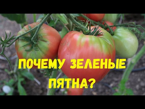 Зеленых плечиков у томатов не будет. Отличное средство для равномерного созреванияпомидоров. - YouTube