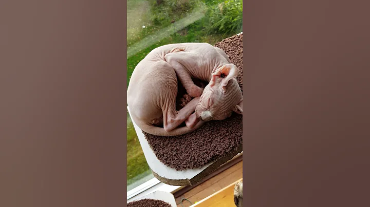 Video 1236411: sphynx cat sleeping, sleeping cats lazy