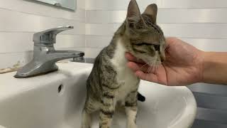 Tried to persuade the kitten to take a bath, but the kitten did not want to bathe and meowed