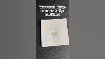 Why female Ginkgo trees are actually a good thing! #garden #ginkgo #ginkgotree #nature #biology