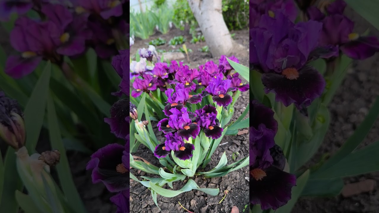 MASTER OF THE FLAME ( SDB), T.Johnson, 2022 и EASY BANTER (SDB), T.Johnson, 2023