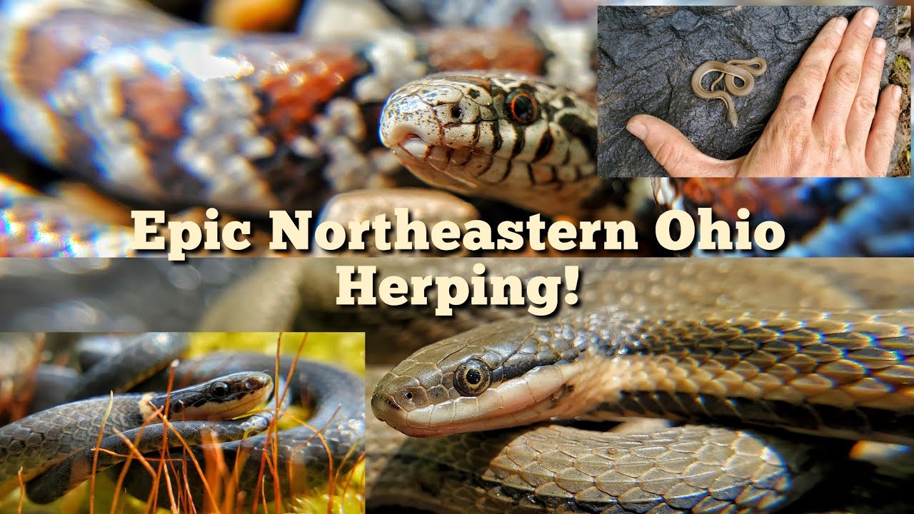 EPIC Northeastern Ohio herping! Flipping for snakes! - YouTube