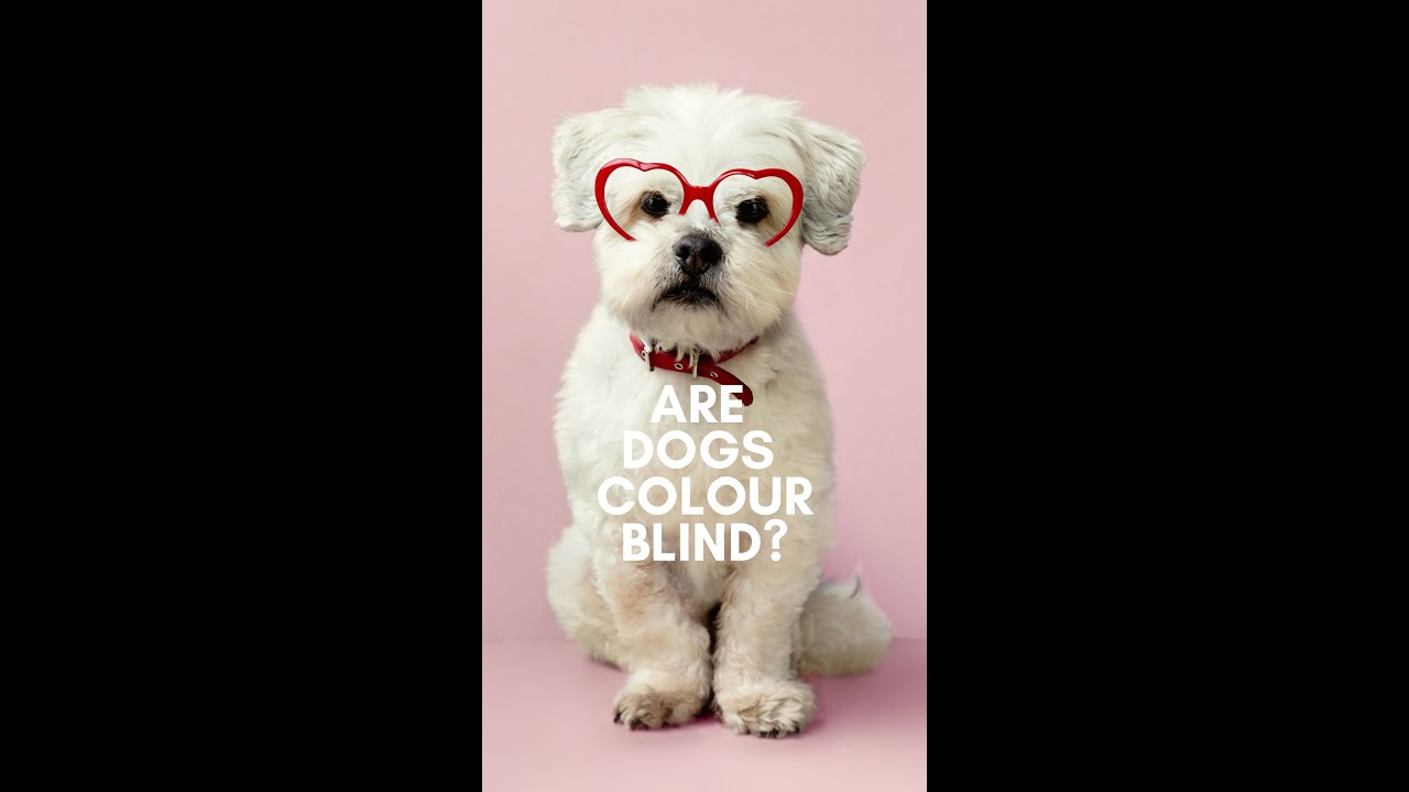 Are dogs colour blind? Good Dog People YouTube