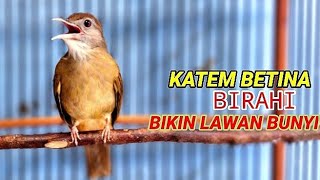 Suara Kapas Tembak betina birahi ‼️Sekali putar Kapas Tembak manapun pasti gacor