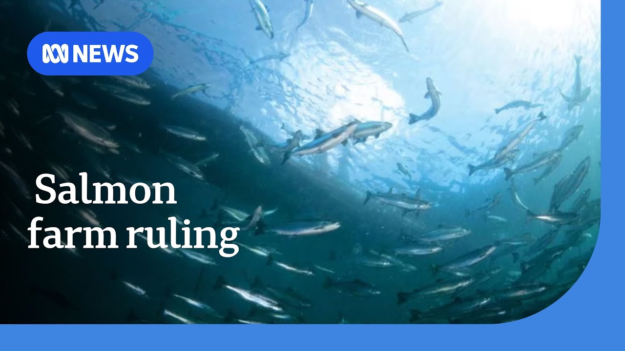 Federal ruling in favour of Tasmanian salmon farming operations | ABC NEWS
