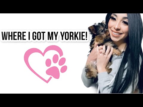 Videó: Mi Legyen A Yorkie Súlya