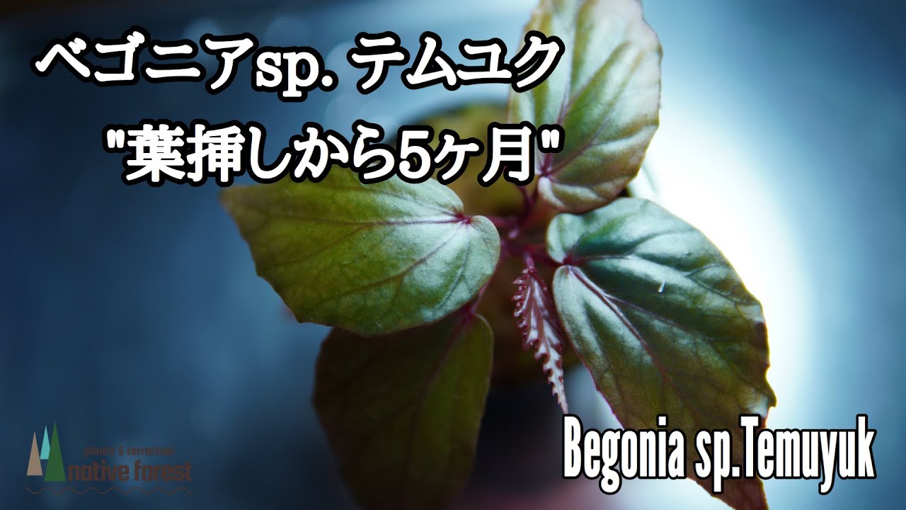 ベゴニアsp テムユク Begonia Sp Temuyuk 葉挿しから５ヶ月経過 Youtube