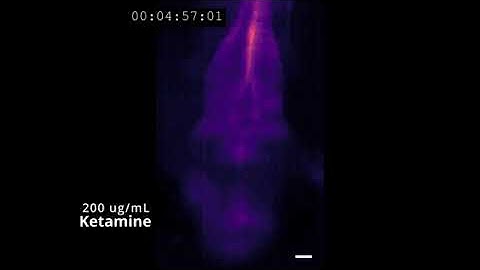 Astroglial calcium wave in the larval zebrafish brain in response to acute ketamine treatment.