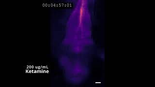 Astroglial calcium wave in the larval zebrafish brain in response to acute ketamine treatment.