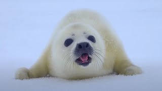 Cutest Fluffy Baby Seal Ever: Watch If You Are Sad 🥺 screenshot 1