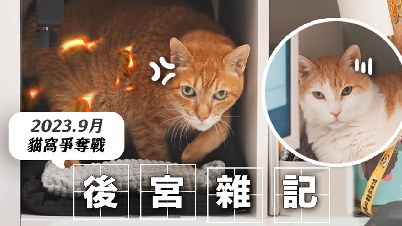 【#後宮雜記 Ep.3】貓窩爭奪戰！直接大打出手！｜2023.9月