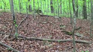 Georgia hunting lease now available on HLRBO!