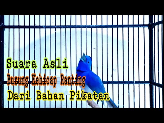 Suara Asli Burung Kehicap Ranting Alam Cocok Buat Masteran Burung Anda class=