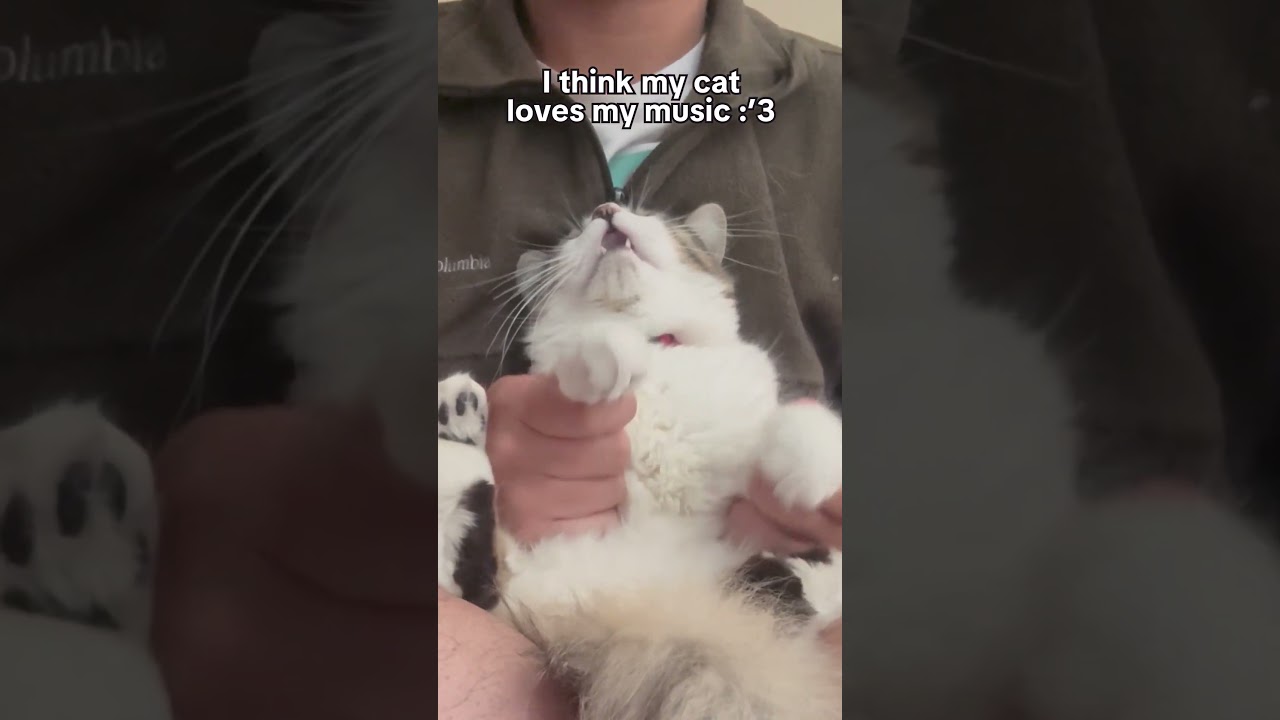 thằng bé gu âm nhạc chuẩn không cần chỉnh #vietnamese #重音テト #vpop #teto