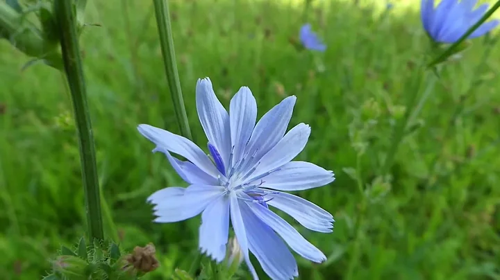 How to Identify Chicory - DayDayNews