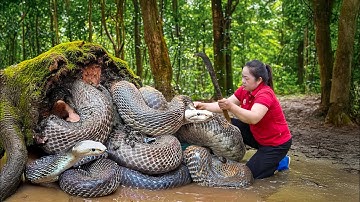 Full Video Snake Harvesting: Trap millions of Big snakes & Python in the forest to Go to Market Sell