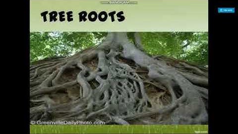 CLASS IV COMPUTER 15-01-2021 BY Ms STUTI DUBEY