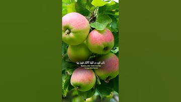 قران كريم بصوت جميل القارئ خالد الجليل #القران_الكريم_راحة_نفسيه #اكسبلور #المصحف #دويتو #راحة_نفسية