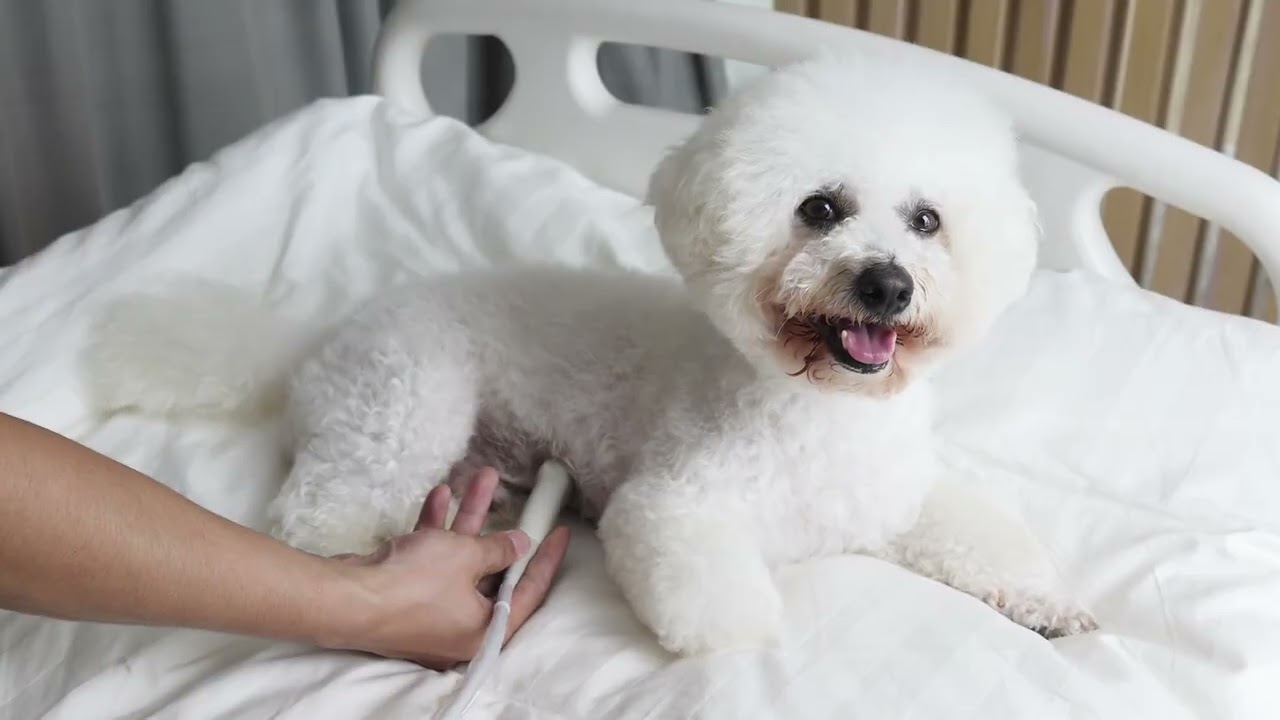 Black And White Veterinary Laptop Ultrasound Diagnostic System PMS-V15