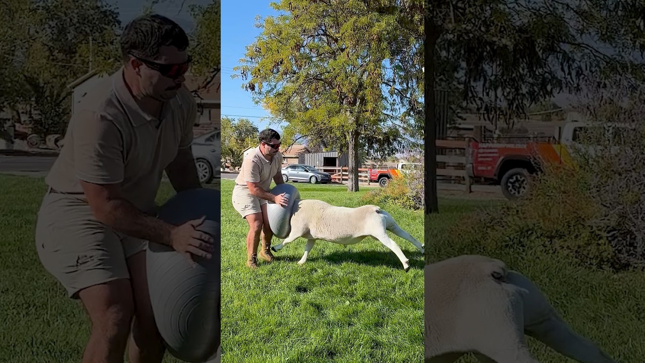 Angry territorial Ram attacks a man