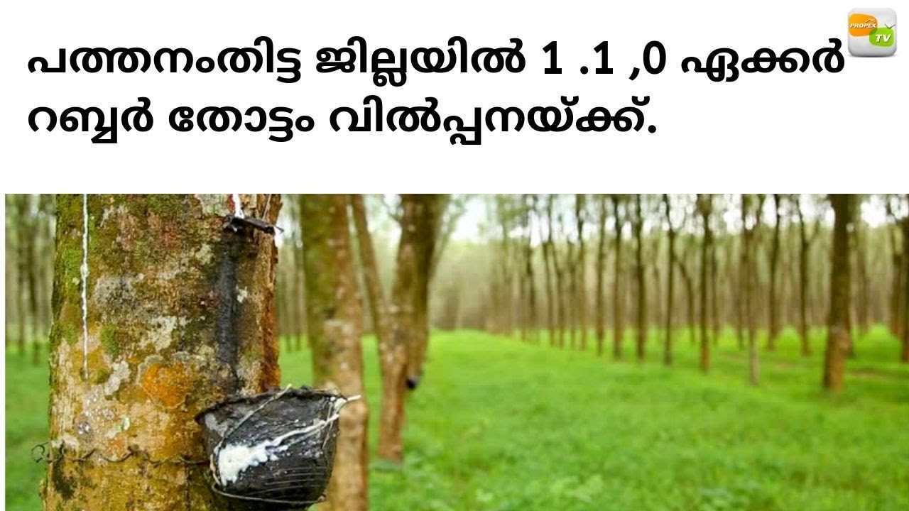 Properties In Kerala Land For Sale In Pathanamthitta Santhosh19