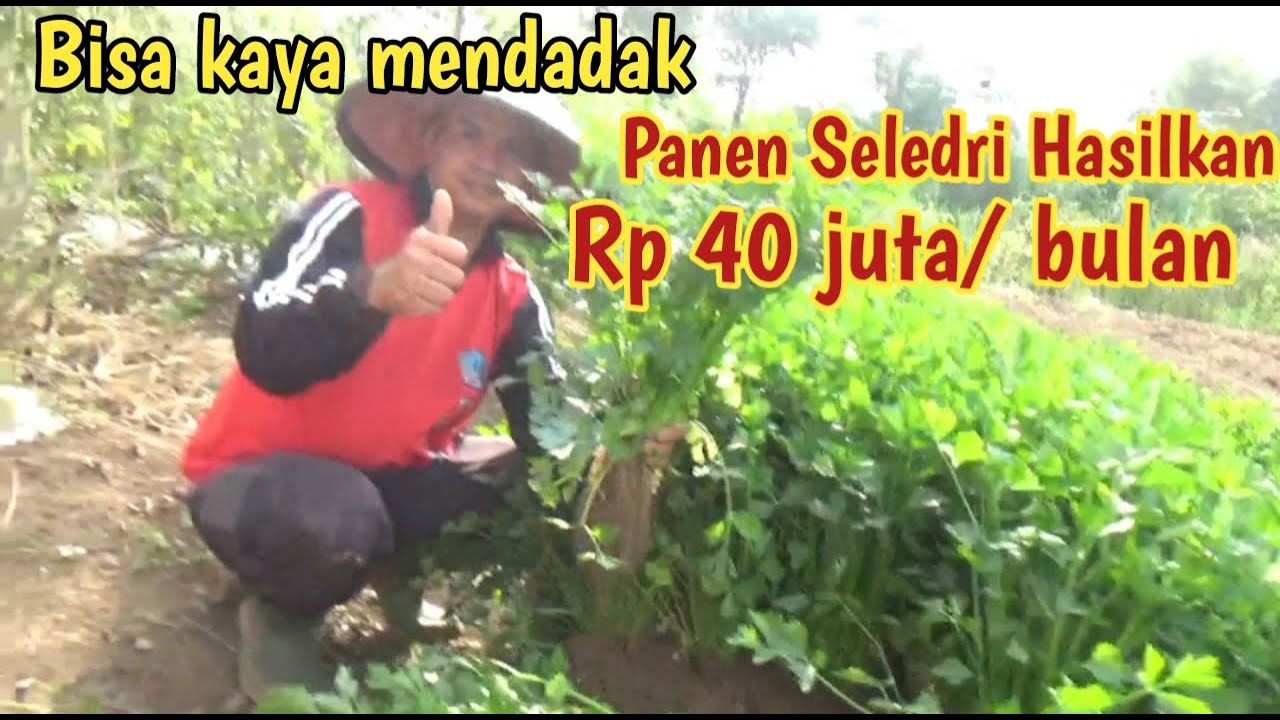 *Cara mudah panen seledri || hasil kan jutaan rupiah perbulan.