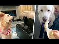 SECRET VIDEOS FROM CHELS' PHONE - Super Cooper Sunday 344