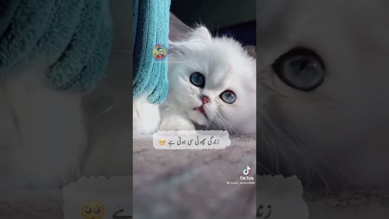|cute cat| Nazim tech