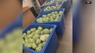 Man caught trying to smuggle 2 tons of meth disguised as watermelon
