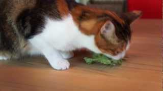 Katze Gruli Mag Salat