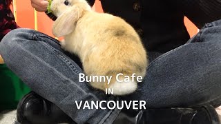 The Bunny Cafe First Bunny Cafe In North America Vlog