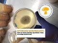 MYCELIUM MORPHOLOGY: how to select healthy mycelium when breeding mushrooms