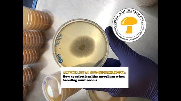 MYCELIUM MORPHOLOGY: how to select healthy mycelium when breeding mushrooms