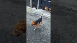 Cachorro Pets Fofinho