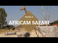 Tour por Africam Safari Puebla 🦒🐘🦁🐍🦓🦩