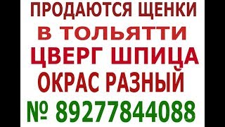 Померанский шпиц в Тольятти № 89277844088 Виктория Померанский шпиц в Тольятти № 89277844088 Виктория