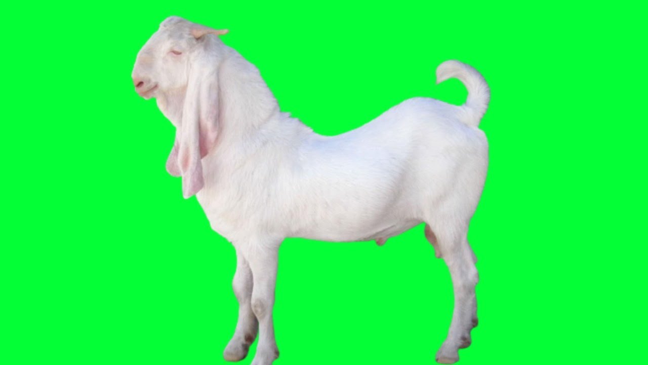 Real Goat Green Screen YouTube
