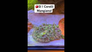 🍎 Sì, i coralli MANGIANO! #biologiamarina #coralli #mare #acquariopassione #shortsitalia