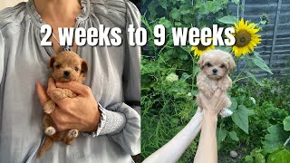 I took puppy video EVERY WEEK from 2 to 9 weeks of age. WATCH our puppy growing up video COMPILATION