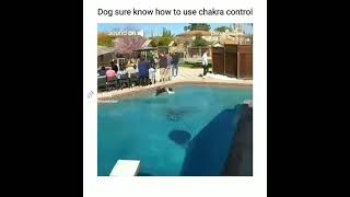 Dog walked on water using his Chakra ?