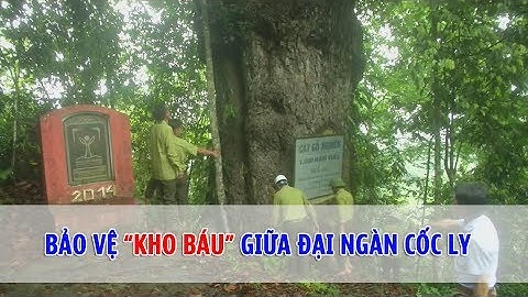 Bảo vệ “kho báu” giữa đại ngàn Cốc Ly | THLC