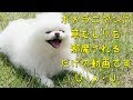 ポメラニアンと草むしり