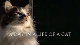 Feline Diary: A Day in the Life of a Cat