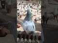All colored pigeon top 10 beautiful pigeons 